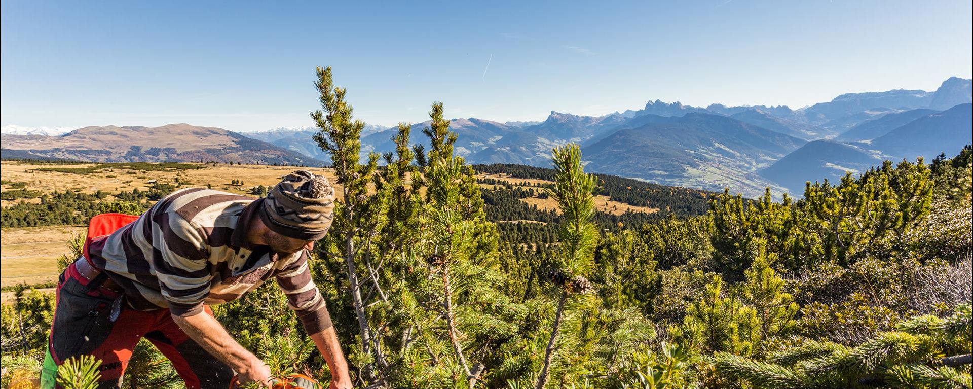 The mountain pine is harvested